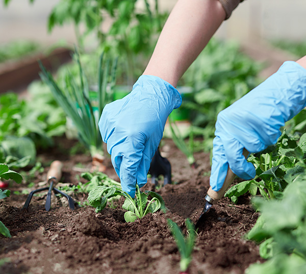 A person planting saplings using gardening tools