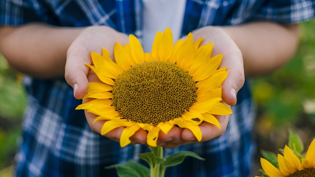 A man holds a sunflower in his hands.