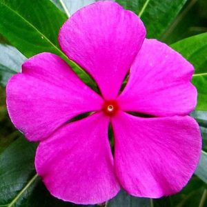 BIOLAND Vinca Seeds For Home Garden