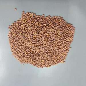 BIOLAND Radish Mino Early Seeds for Sowing Purpose