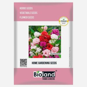 BIOLAND Balsam Dwarf Flower Seeds For Home Garden | Easy to Grow Flower Seeds For Sowing